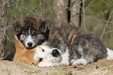 AKITA INU 080